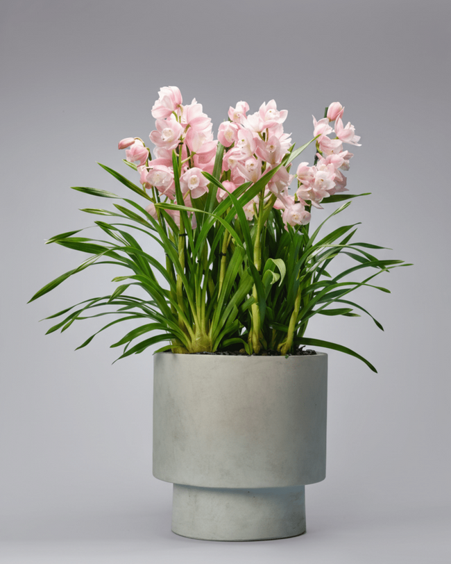 The Emerald Guardian type | Alissar Flowers