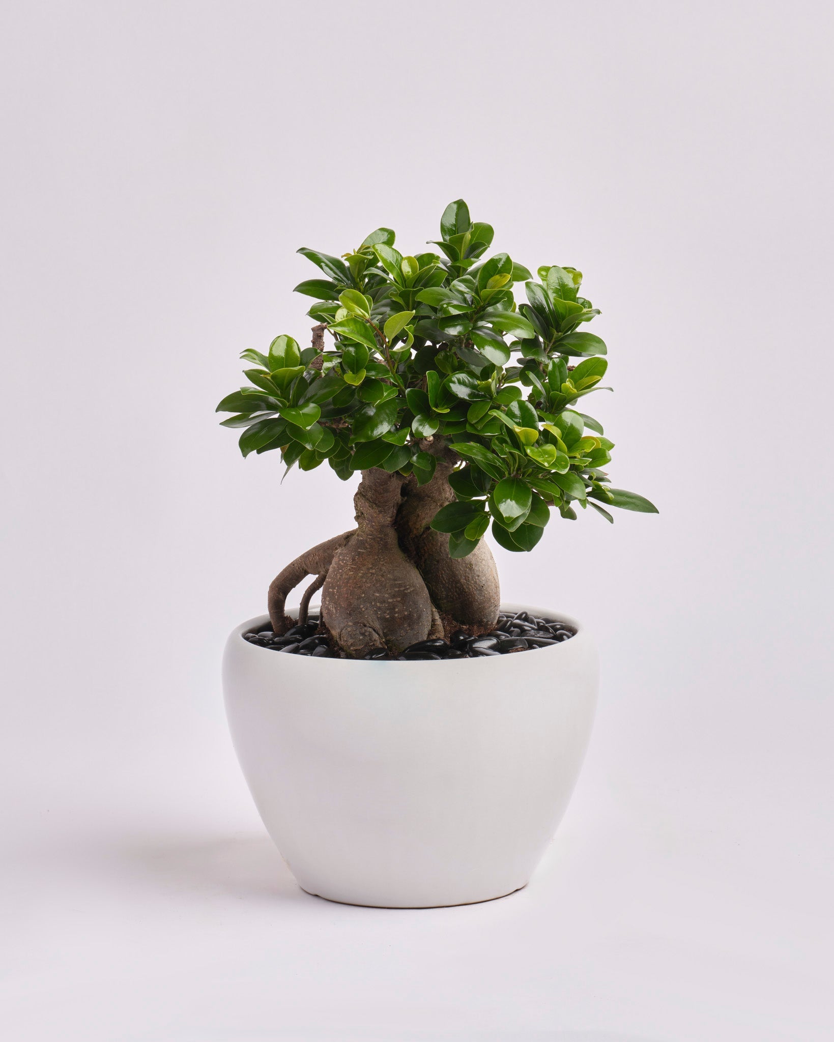 The Silent Guardian type | Alissar Flowers