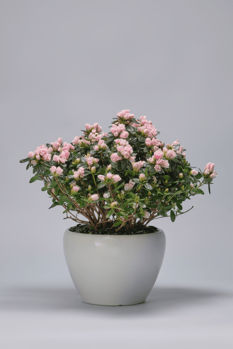 Velvet Crown type | Alissar Flowers