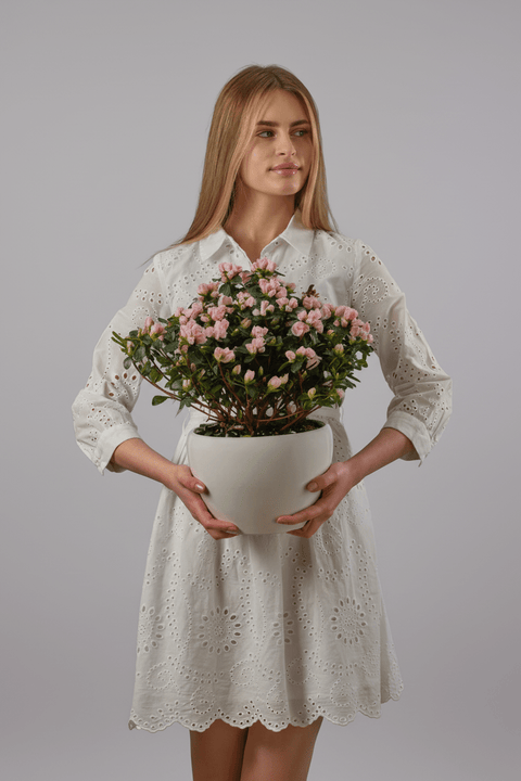 Velvet Crown type | Alissar Flowers