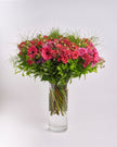 Velvet Dusk type | Alissar Flowers