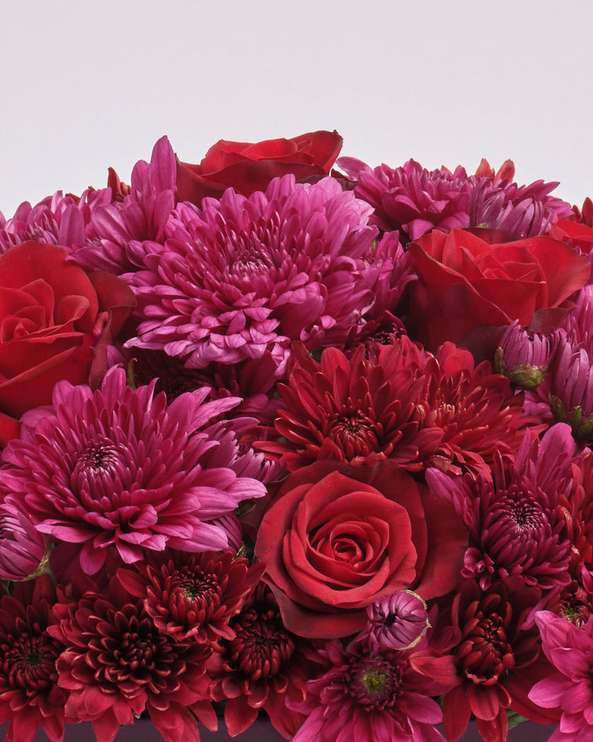 Velvet Twilight type | Alissar Flowers