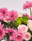 Whisper of Pink type | Alissar Flowers