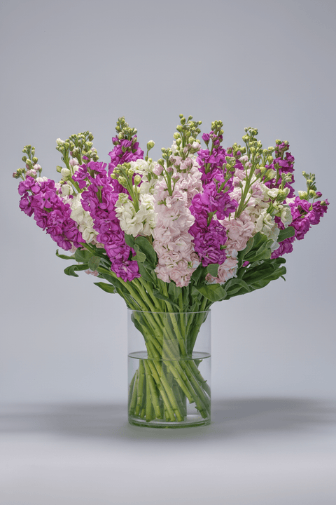 Wildflower Meadow type | Alissar Flowers