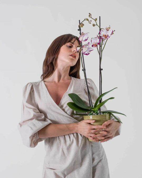 Artisania|Plant - Alissar Flowers Amman