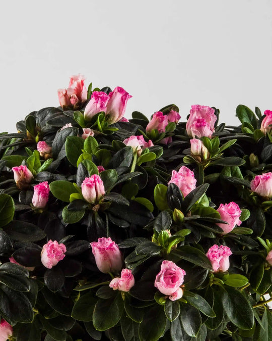 Azalea Blooms|Plant - Alissar Flowers Amman