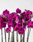 Mauvique|Plant - Alissar Flowers Amman