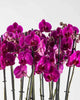 Mauvique|Plant - Alissar Flowers Amman