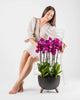 Mauvique|Plant - Alissar Flowers Amman