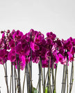 Mauvique|Plant - Alissar Flowers Amman