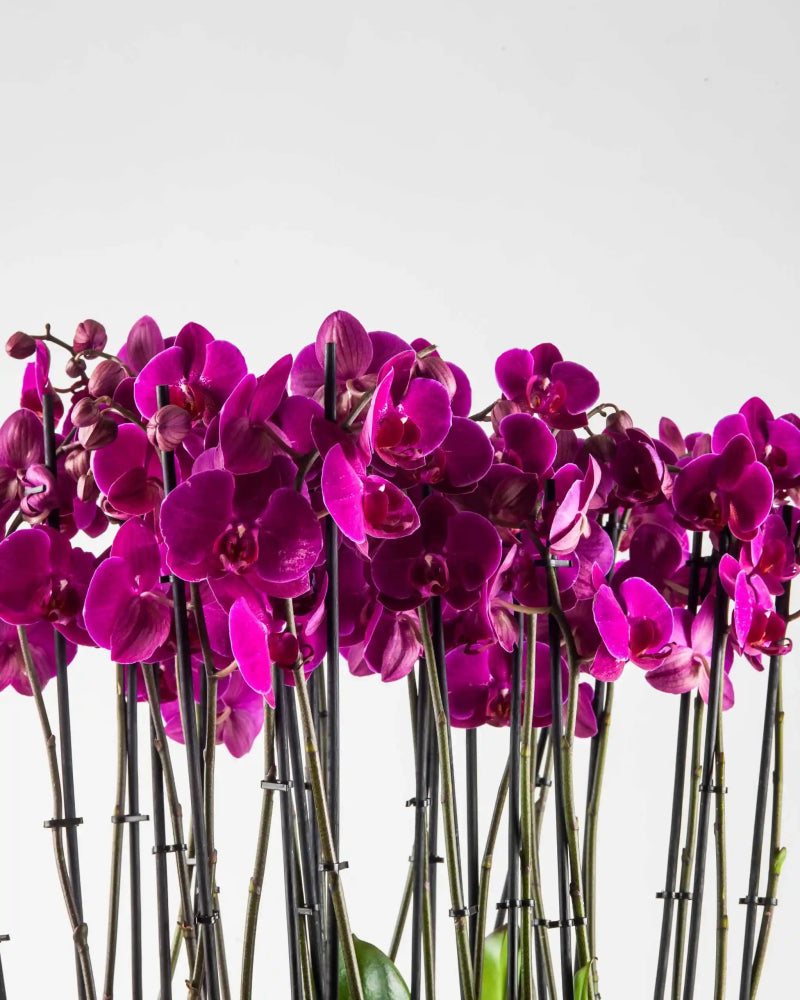 Mauvique|Plant - Alissar Flowers Amman