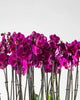 Mauvique|Plant - Alissar Flowers Amman