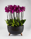 Mauvique|Plant - Alissar Flowers Amman