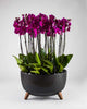 Mauvique|Plant - Alissar Flowers Amman