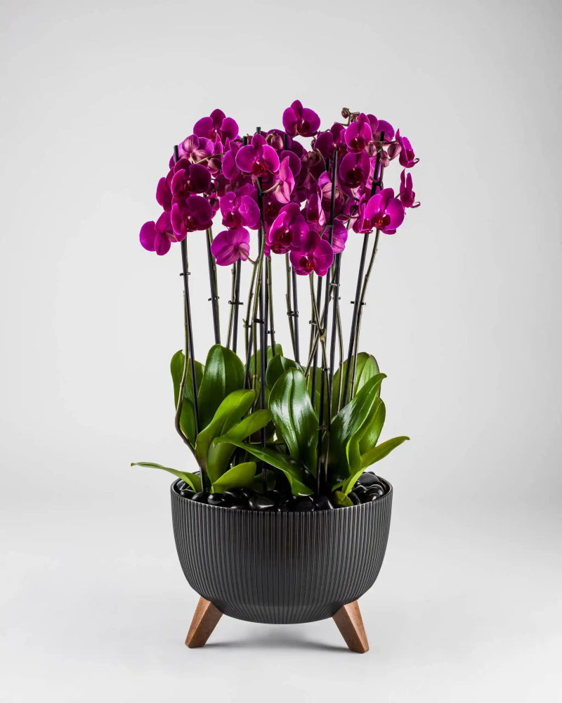 Mauvique|Plant - Alissar Flowers Amman