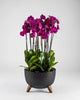 Mauvique|Plant - Alissar Flowers Amman