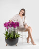 Mauvique|Plant - Alissar Flowers Amman