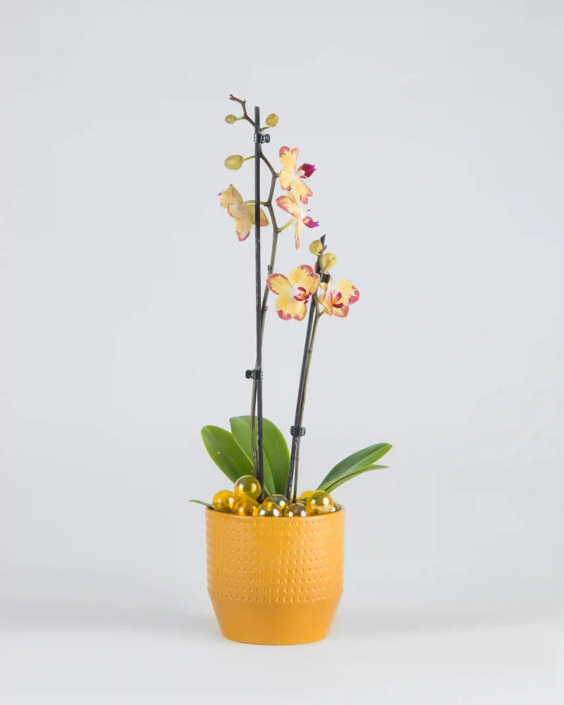 Orchidessa - Alissar Flowers Amman