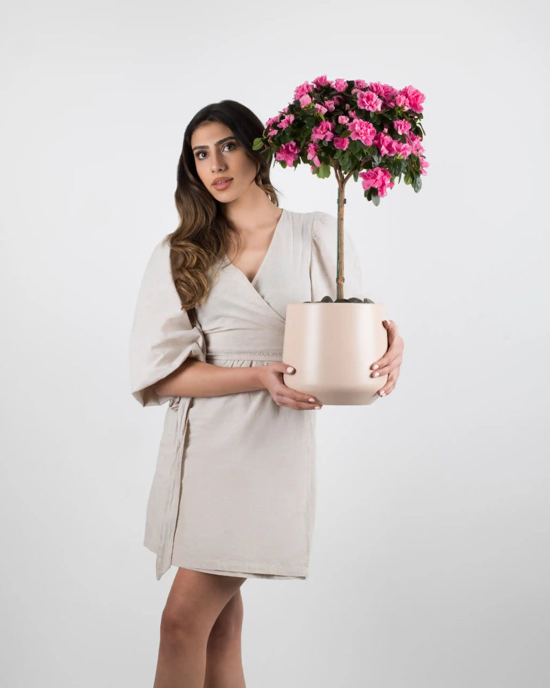 Pinquette|Plant - Alissar Flowers Amman